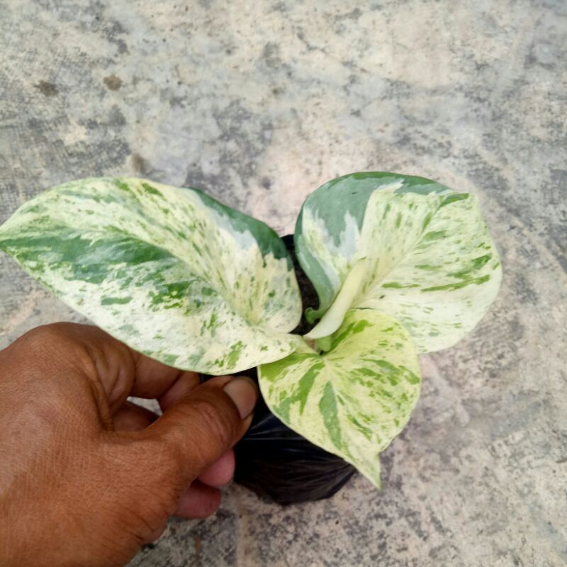 Sirih Manjula 3 daun up, promo