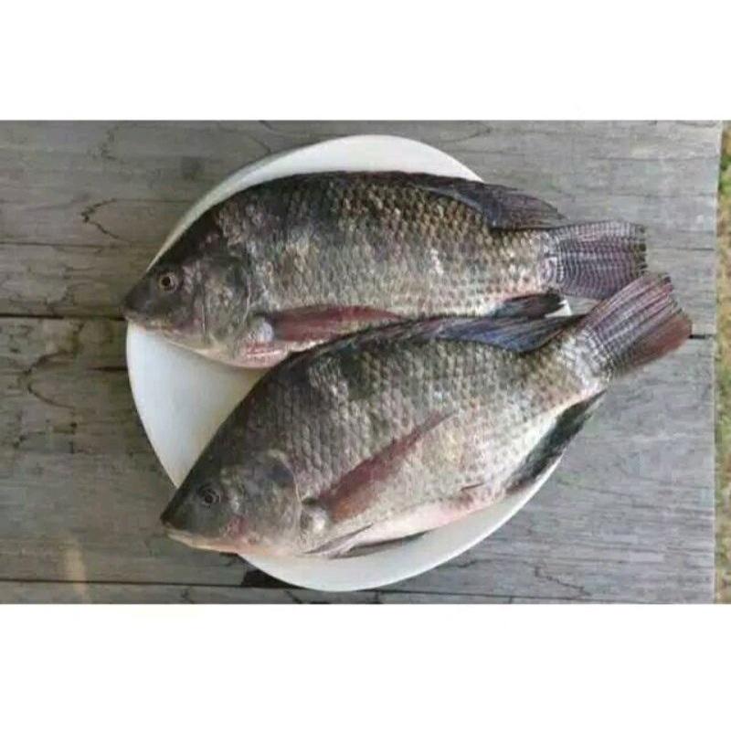 

ikan nila hitam segar 1kg