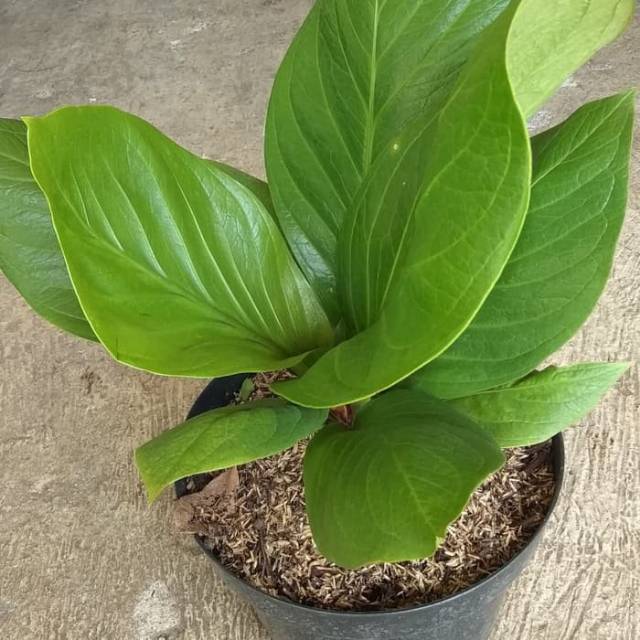 TANAMAN HIAS ANTHURIUM ANJAMANI COBRA REAL PIC