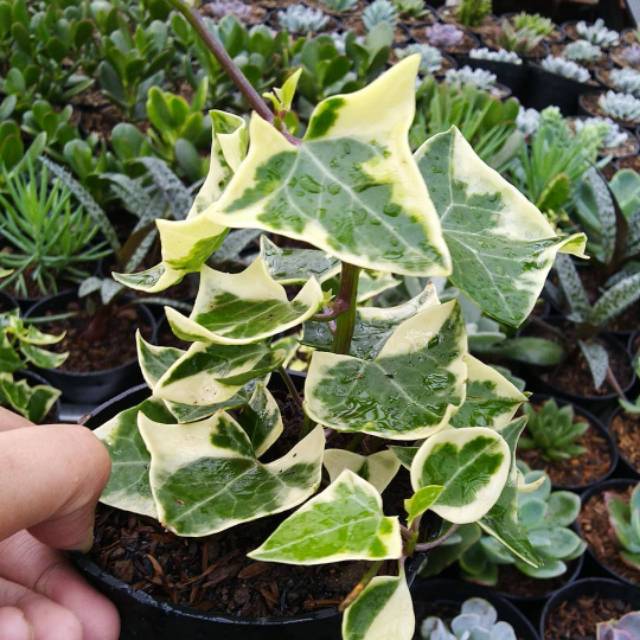 Ivy varigata