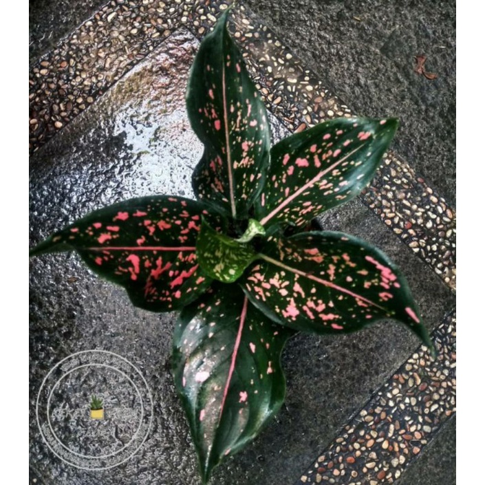 Tanaman Hias Aglonema Pink Dalmation - Aglonema Pink Dalmation - Bunga Aglonema