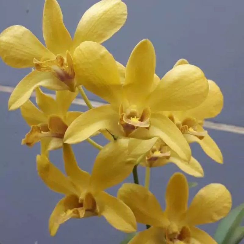 Anggrek Dendrobium Sure Gold