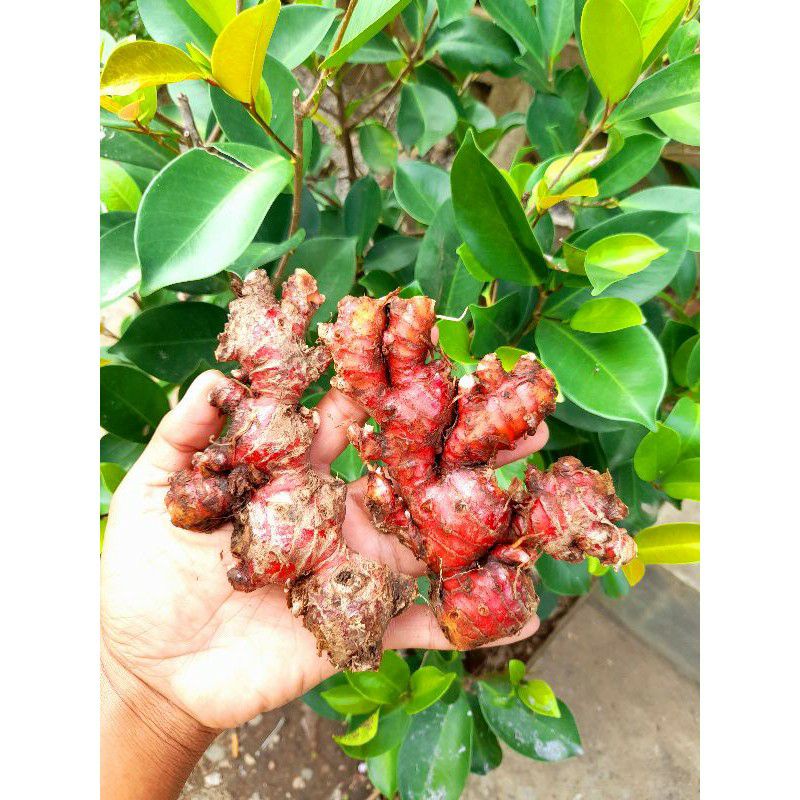 

Jahe merah segar 1kg/ Red ginger 1kg