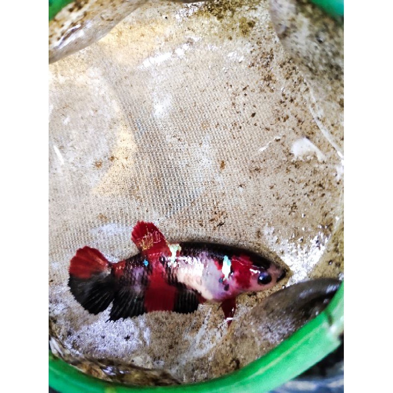 ikan cupang female iron man series