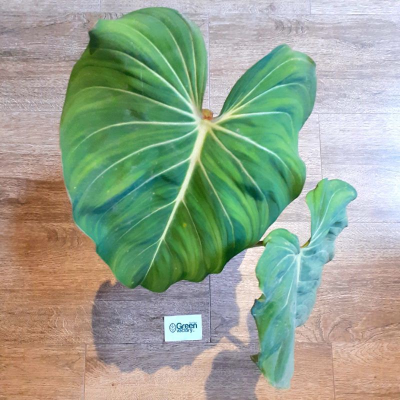 Philodendron Gloriosum - Tanaman Hias Philo Gloriosum