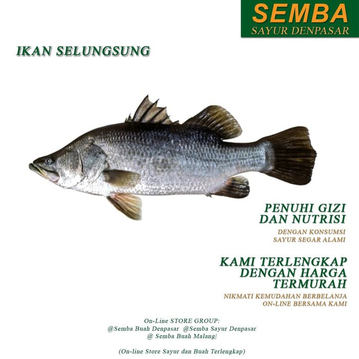 

IKAN SLUNGSUNG 1KG seafood DENPASAR BALI sayuran sembako bumbu lauk food bahan makanan murah fresh