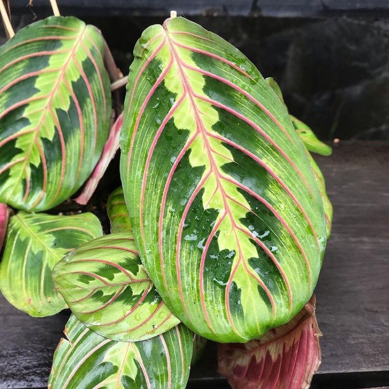 DIARY PETANI - Calathea Leuconeura Kepiting Pink Line Calathea Kepiting