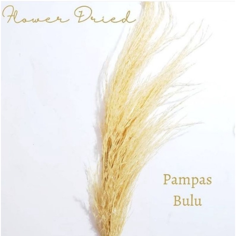 Bunga Kering pampas bulu