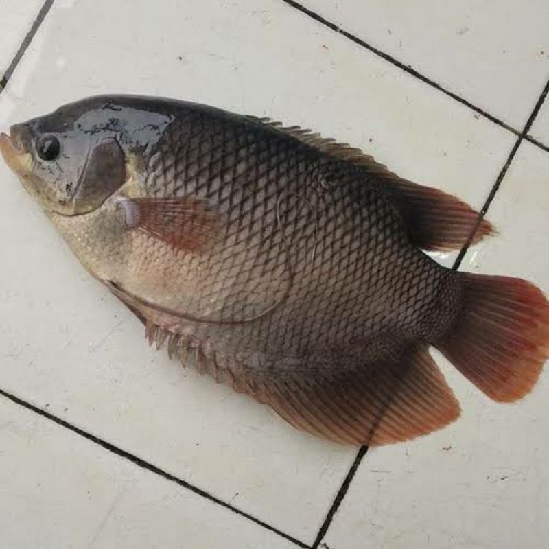 

ikan gurame Segar 500 gram