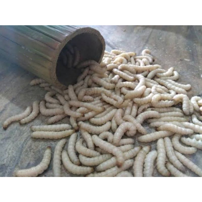 jual ulat bambu/cangkilung/umpan pancing isi 30