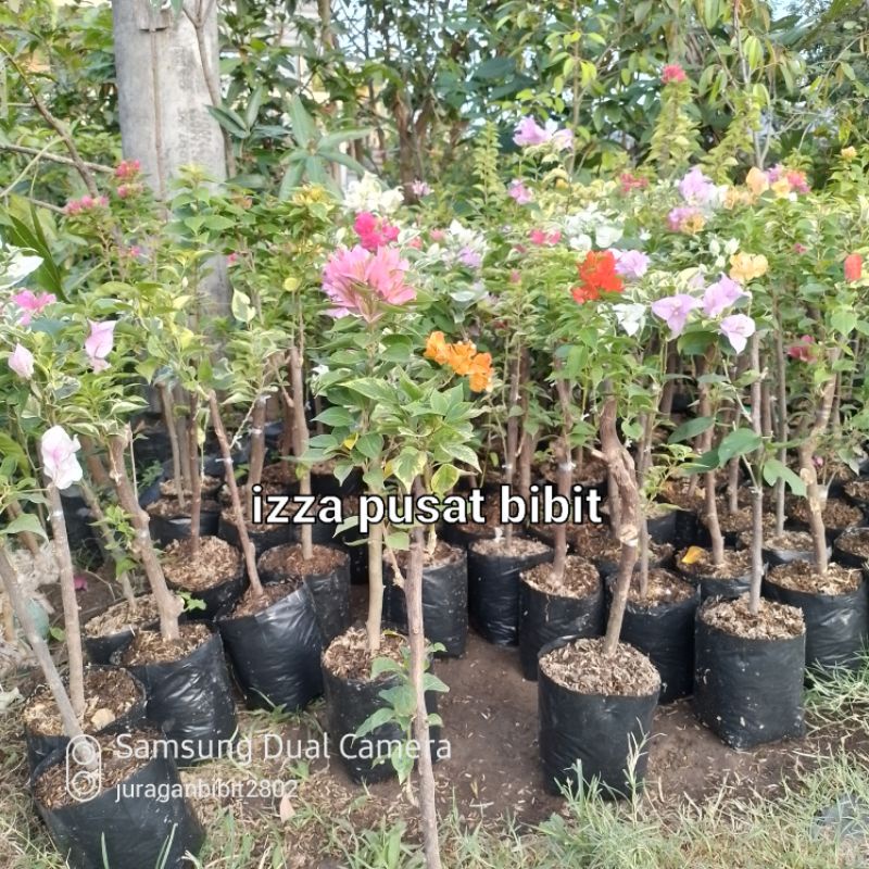 bibit bunga bougenville/kertas stek || 1 pohon 2 warna