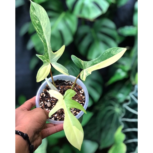 philodendron Florida beauty varigata