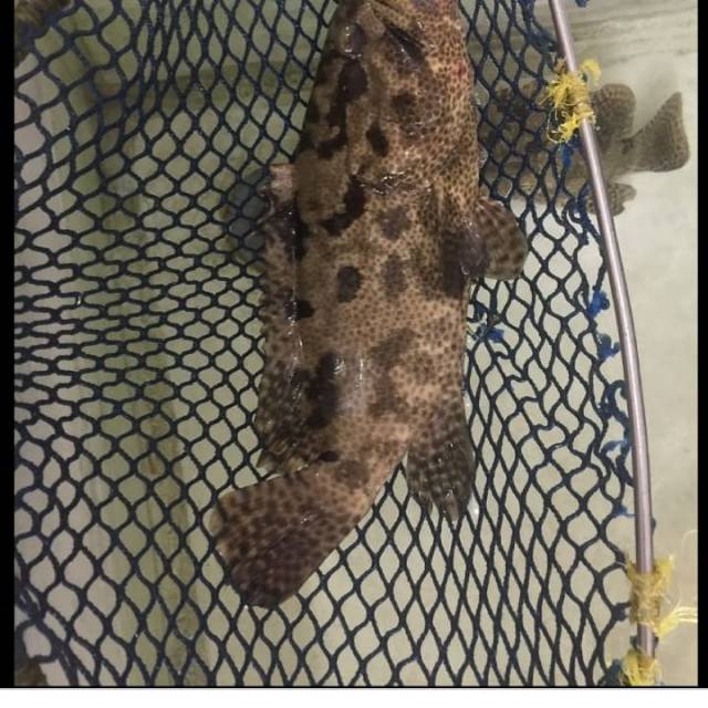 

Ikan krapu macan hidup live