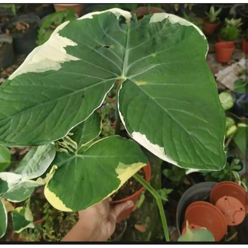 Tanaman hias Keladi kantung semar - Caladium kantung semar variegata