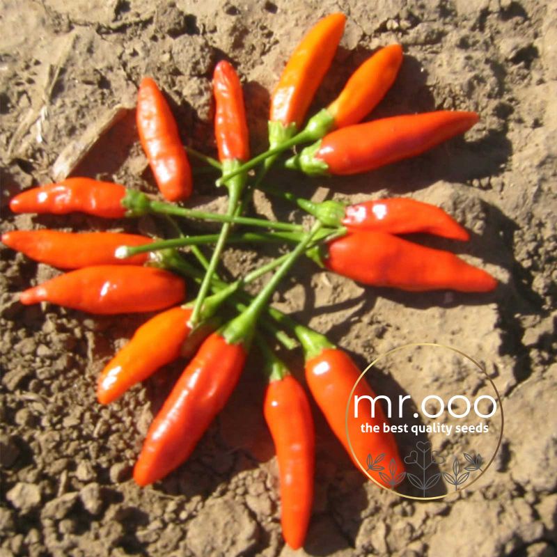 Benih Pepper - Hot/PEDAS - Tabasco -  10 Benih - Import USA