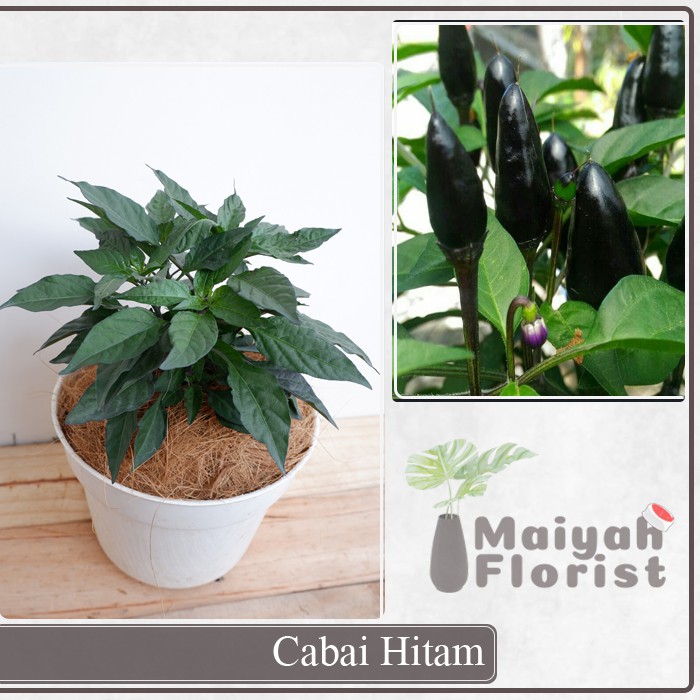 Cabe Hitam - Tanaman Herbal