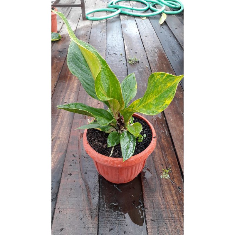 Jemani Varigata Antorium Twister