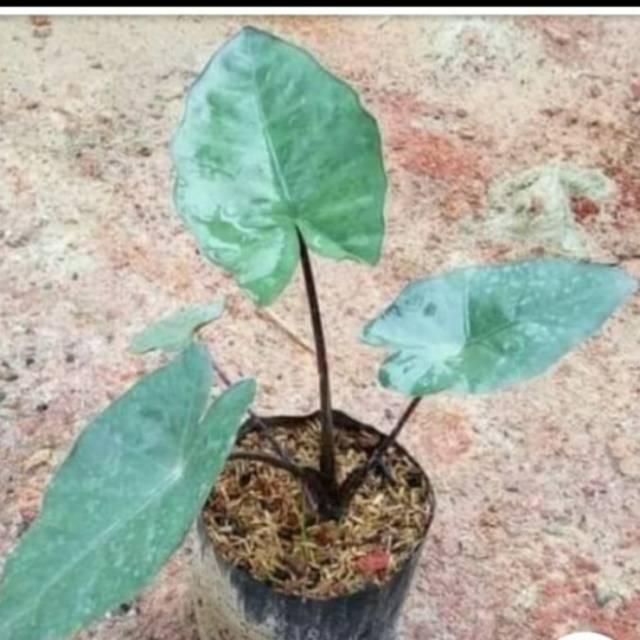Keladi Hitam Tanaman Hias Pohon Keladi Hitam Shopee Indonesia