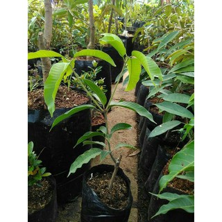 Bibit Tanaman Buah Mangga Emperor 60cm  Shopee Indonesia