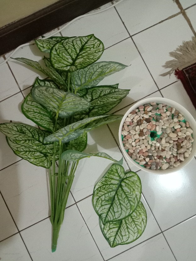 Monstera jumbo  pot  tawon  panjang SUDAH TERMASUK POT  