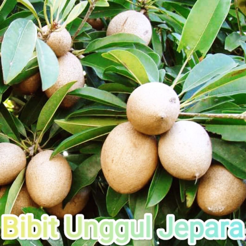 BIBIT SAWO JUMBO SUDAH BERBUAH
