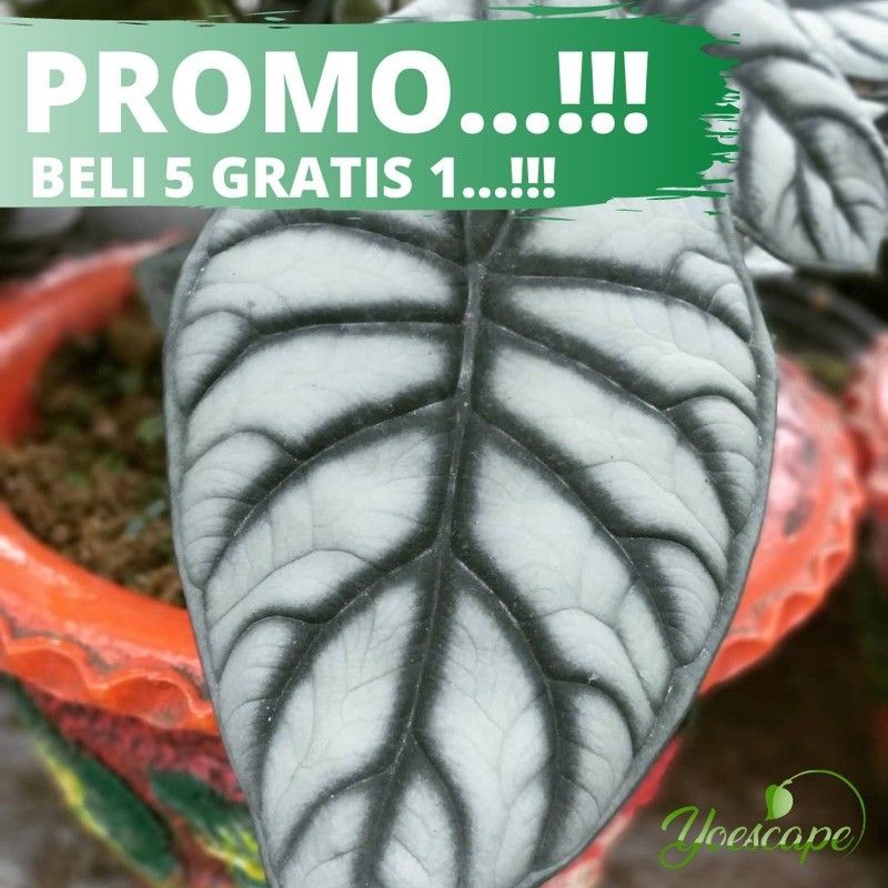 bonggol alocasia dragon silver
