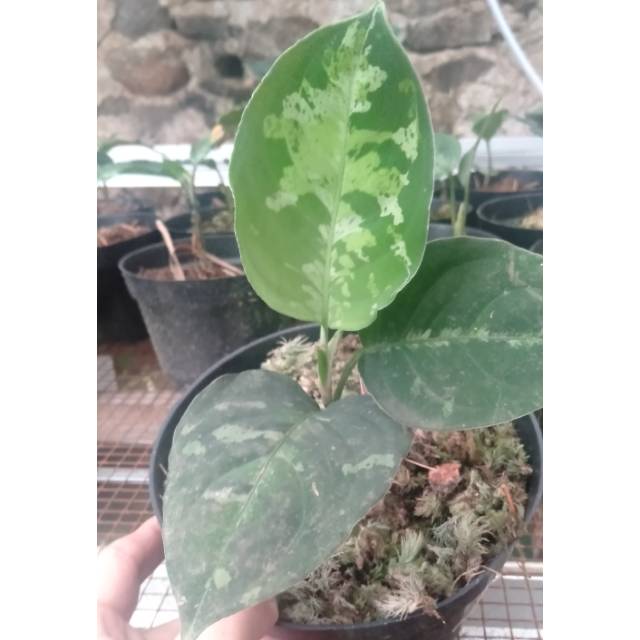 Aglaonema Pictum Tricolor baby