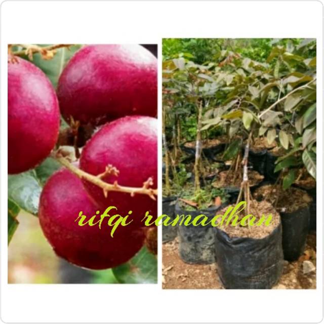 Bibit kelengkeng merah kaki 3