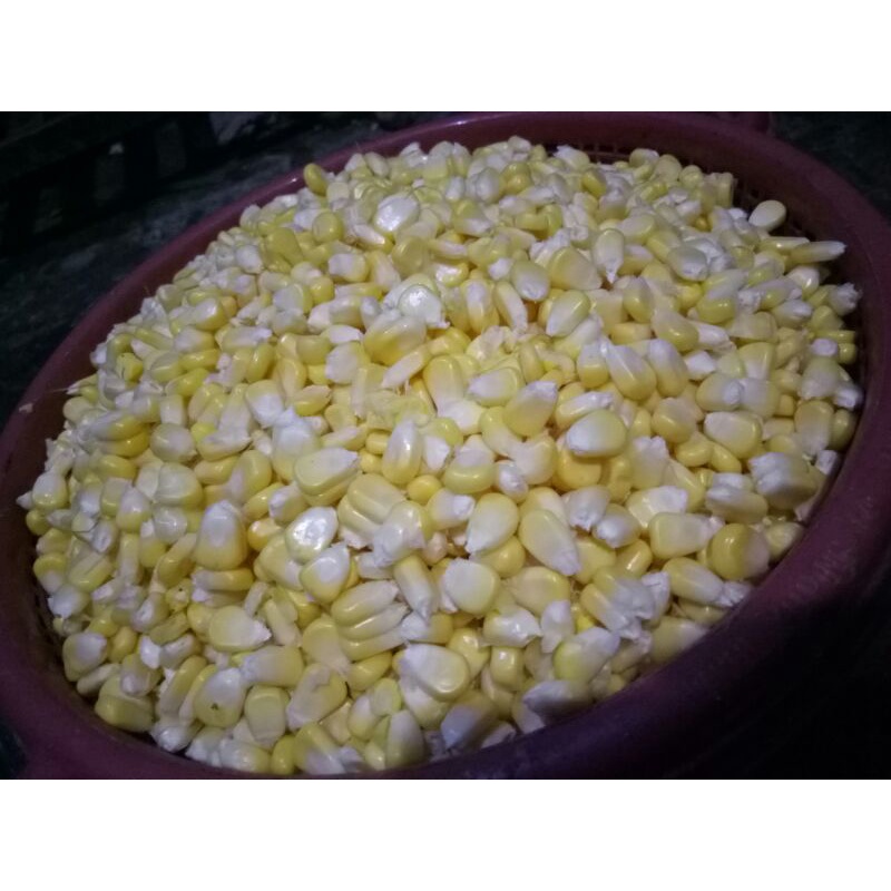 

Jagung pipil manis