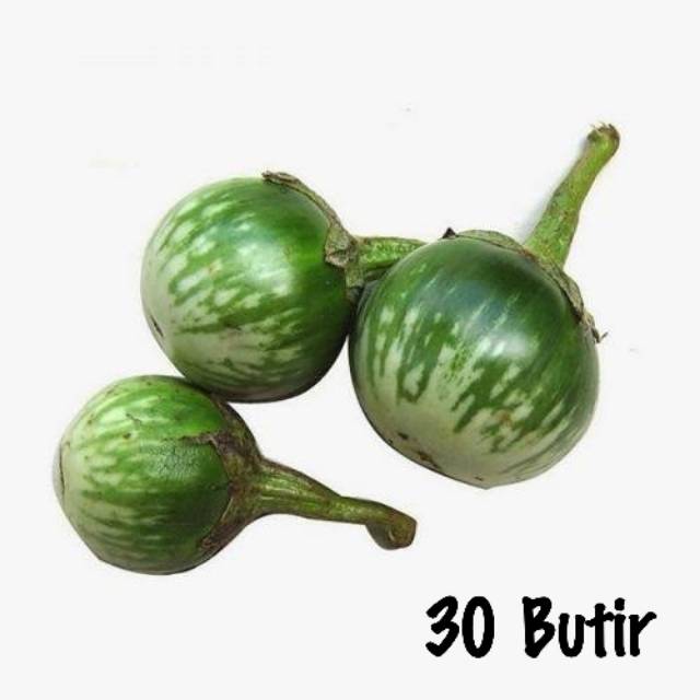 Bibit terong bulat / terong lalap