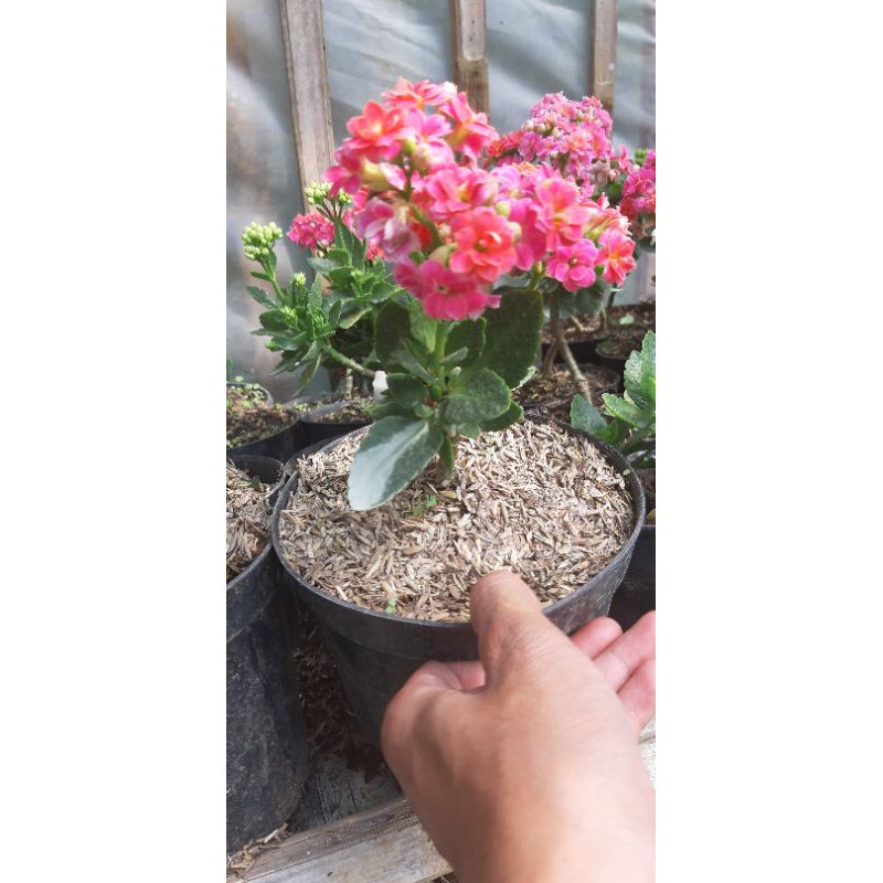 Tanaman Cocor Bebek Pink Bunga Tumpuk/ Kalonchoe Pinnata