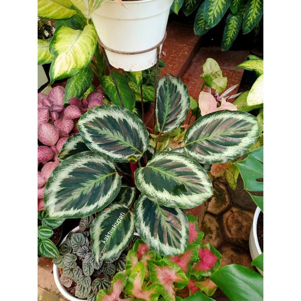 Calathea Marion import