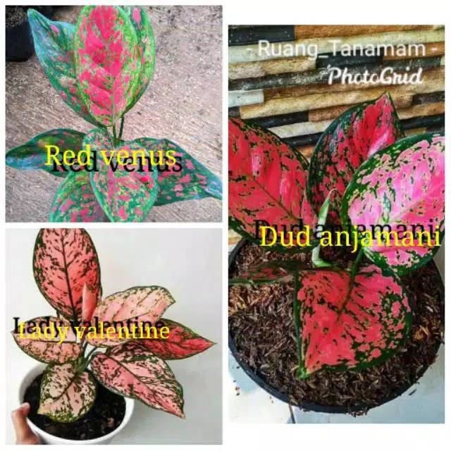 Tanaman aglonema paket 3 - tanaman hias aglonema