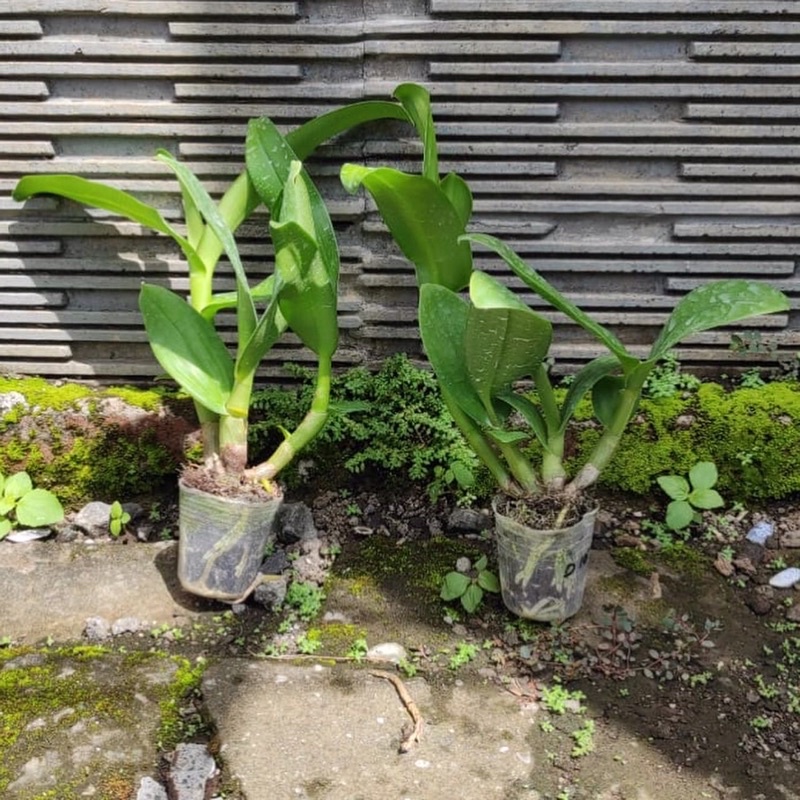 Seedling Jumbo Anggrek Dendrobium Keriting Melintir Hybrid