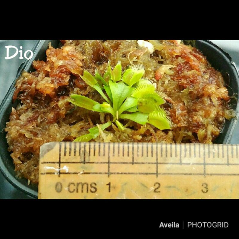 Tanaman Pemakan Serangga VFT Dio