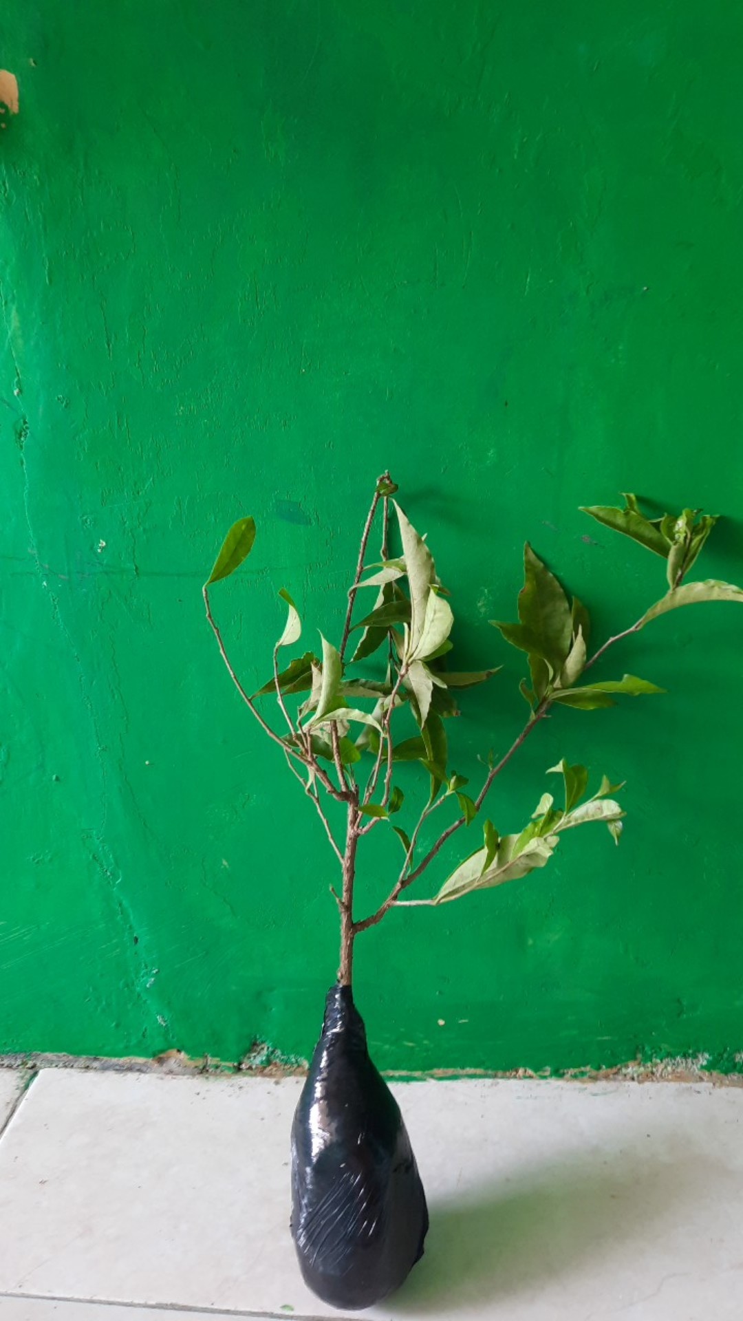 Tanaman Melati Costa / Pohon Melati Costa / Bibit Bunga Melati Costa