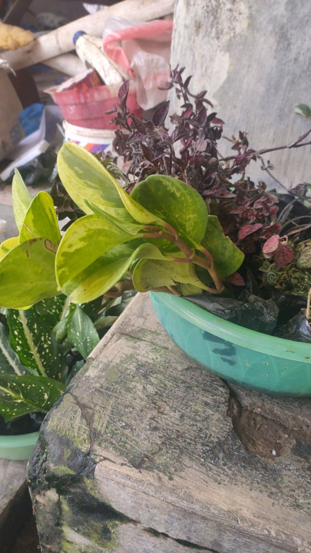 Tanaman Hias Peperomia Varigata