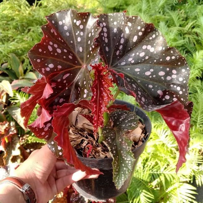 Tanaman hias begonia mocca/pohon begonia murah/tanaman hias hidup/tanaman hias hidup murah