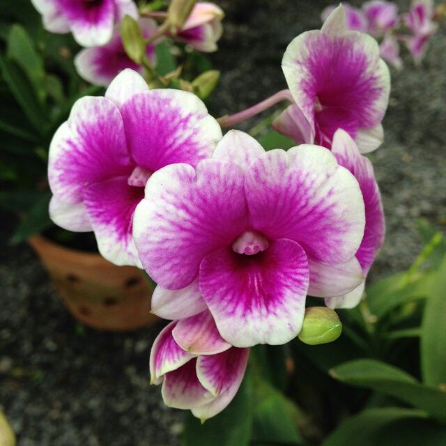 dendrobium yaya compactum /triangel × dewasa siap bunga dendro mini