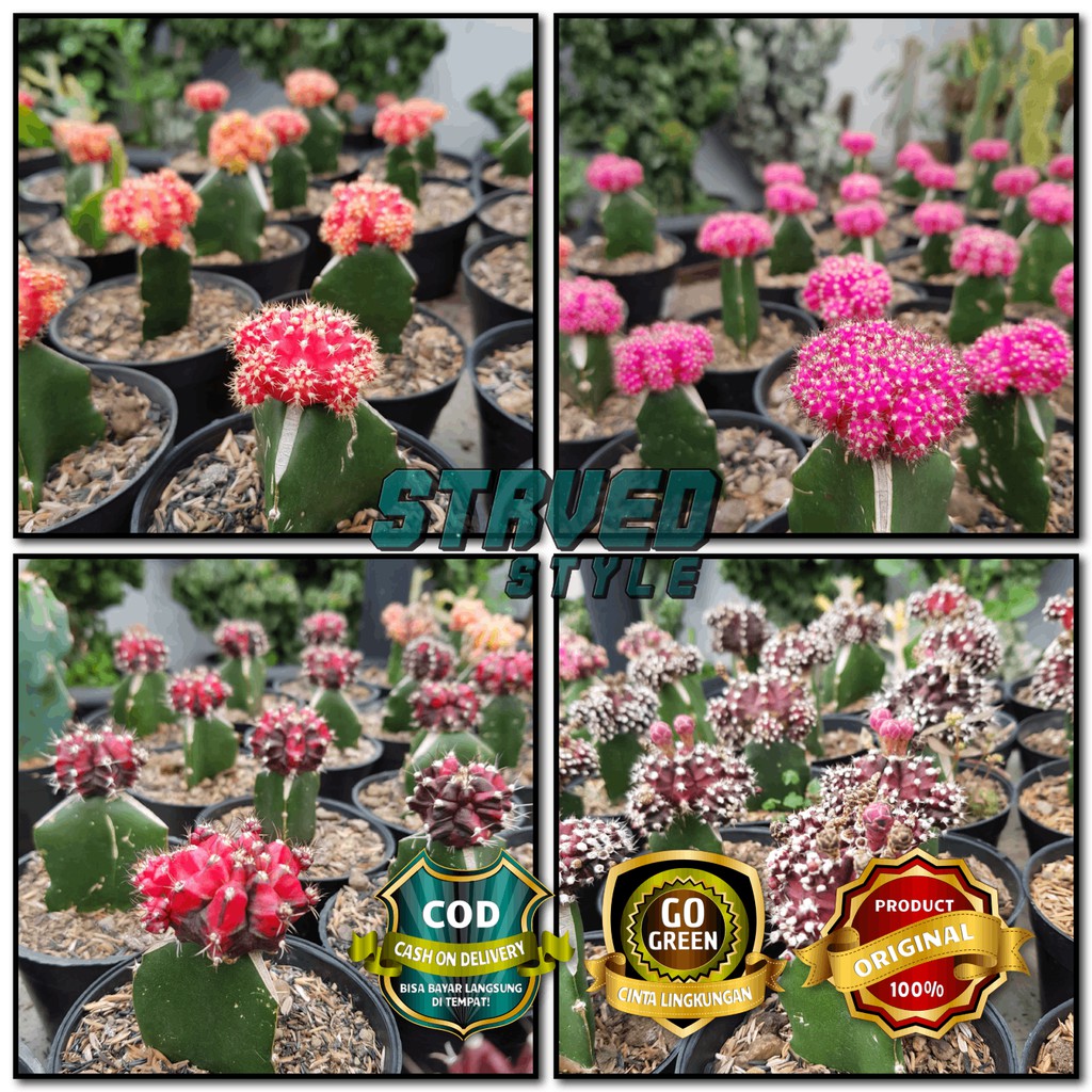 TANAMAN KAKTUS  HIAS GYMNO PINK MERAH MERAH HATI MERAH 