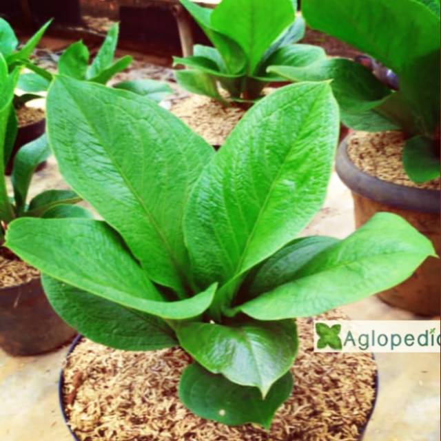 Tanaman Hias Pot Indoor Anthurium Supernova