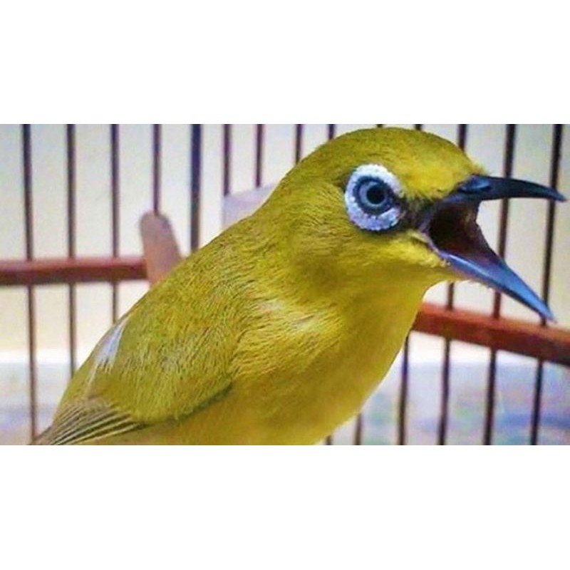 

Pleci Dakun Pacitan 100% Asli