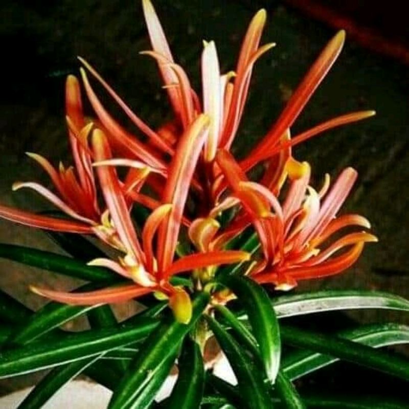 BIBIT BONSAI LOHANSUNG PUCUK MERAH 16K