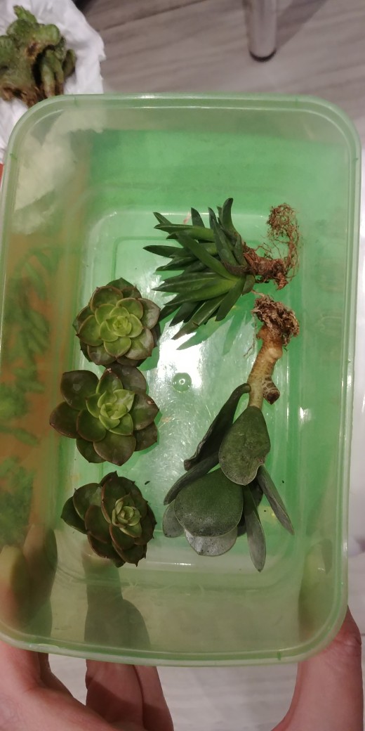 Tanaman Hias Sukulen/succulent Crasulla Arborescens