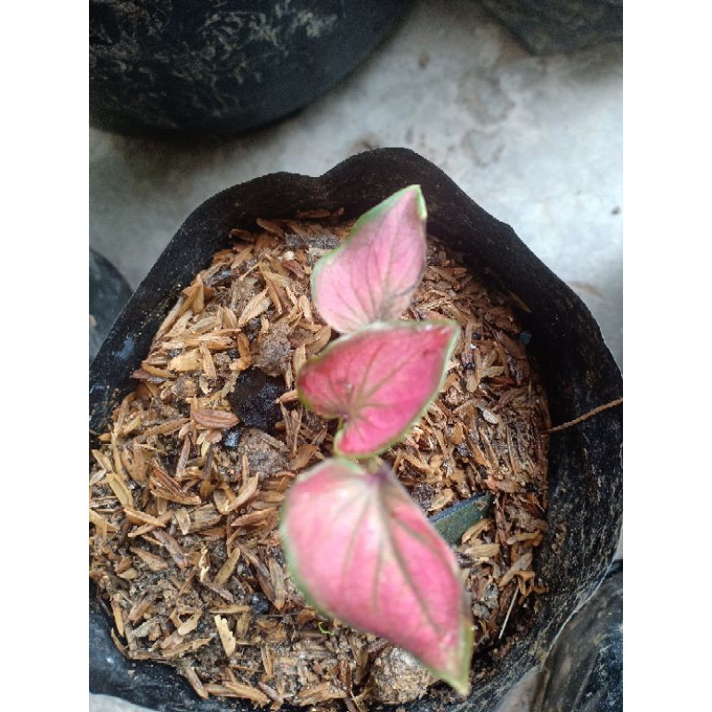 BIBIT ANAKAN CALADIUM INFINITY | KELADI THAILAND | TANAMAN HIAS