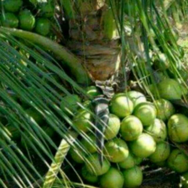 Bibit Kelapa Hibrida Super Genjah