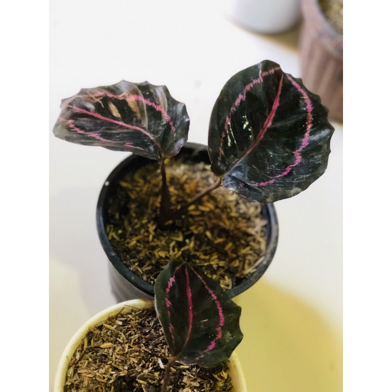 Calathea Black lipstick