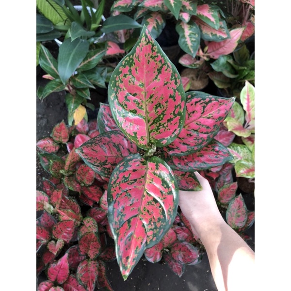 Aglaonema dud anjamani super