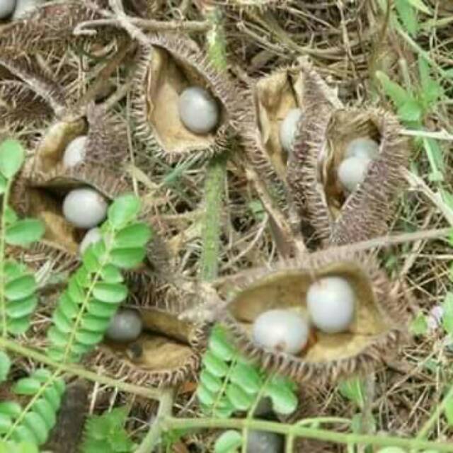 

Asli Buah kebiul /gorek bermutu dan berisi
