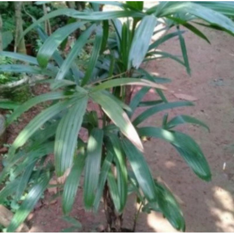Pohon Palem Waregu-Tanaman Hias Palem Waregu